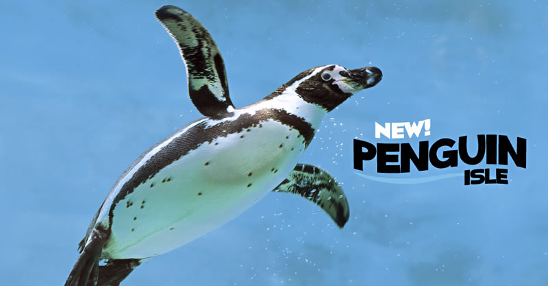 news usa miami theme parks miami seaquarium easter penguin palooza2016 penguin isle
